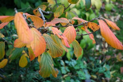 DSC00826.jpg