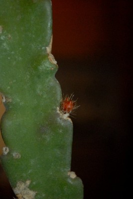 Epiphyllum15 022pp.jpg
