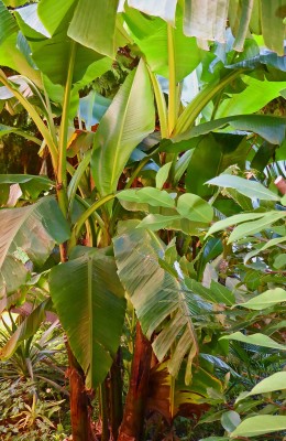 P1000066.JPG