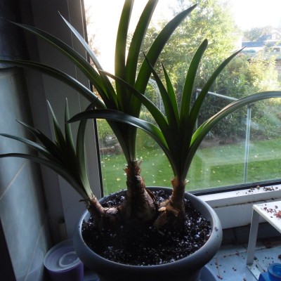 von Nikolauswichtel 2014.jpg