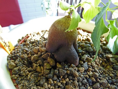P1000118.jpg