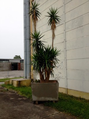 Yucca 2.jpg