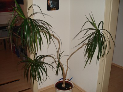palme.jpg