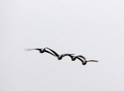 P1000311.jpg