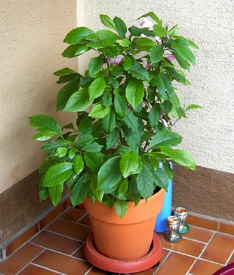Magnolie Mai 04.JPG