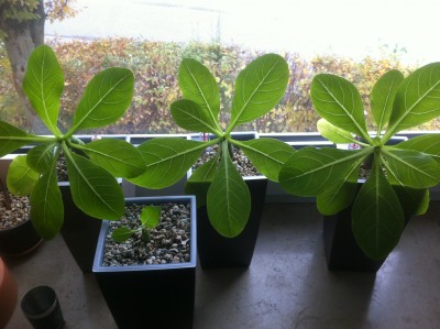 2015-10-23 13.47.25.jpg