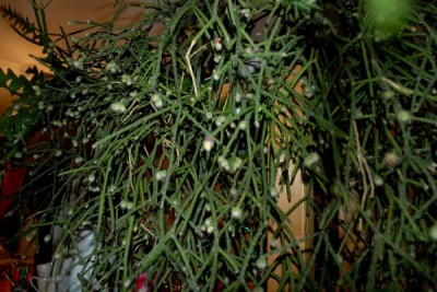 Rhipsalis15 027pp.jpg