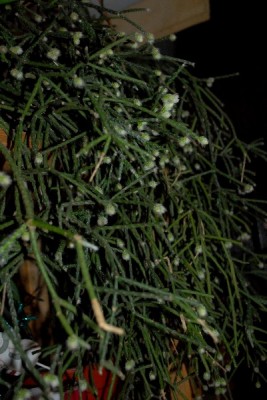 Rhipsalis15 028pp.jpg