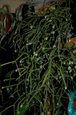 Rhipsalis15 029pp.jpg