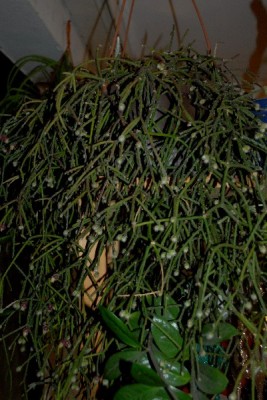 Rhipsalis15 030pp.jpg
