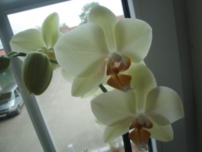 Orchidee (2).JPG