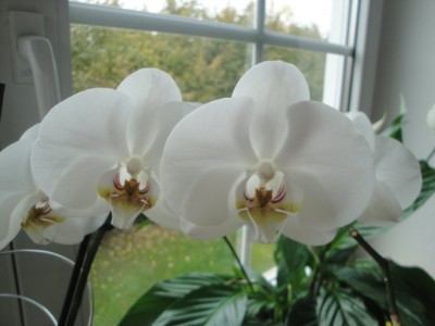 Orchidee (4).JPG