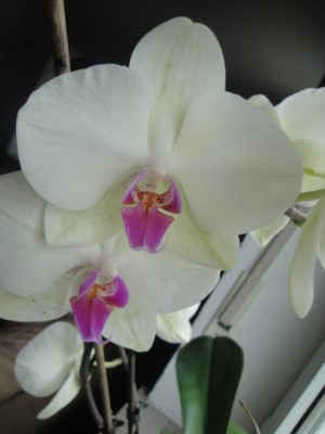 Orchidee (5).JPG