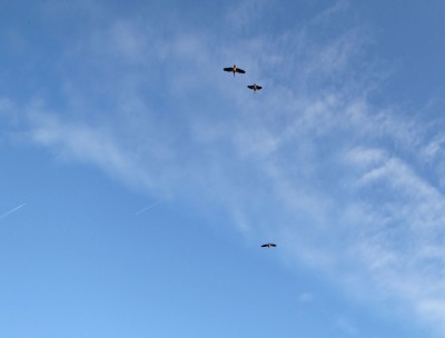 P1000654.jpg