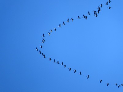 P1000767.jpg