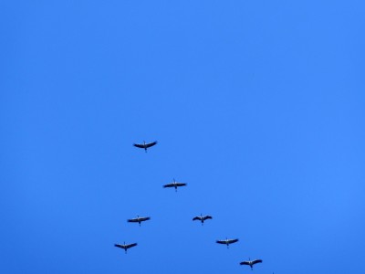 P1000787.jpg