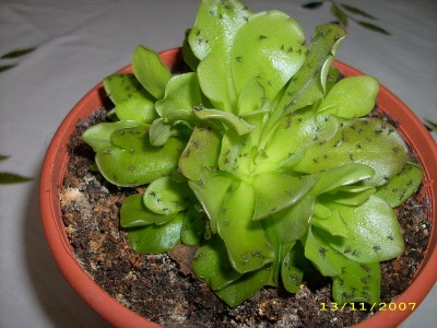 unbekannte Blume 001.jpg