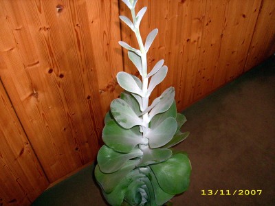 unbekannte Blume 006.jpg