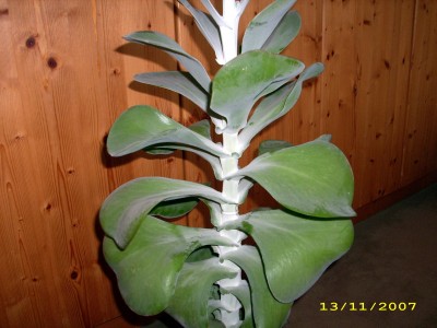 unbekannte Blume 009.jpg