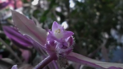 T. cerinthoides.JPG