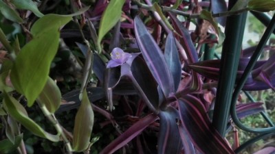 T. pallida.JPG