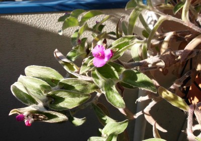 T. sillamontana.JPG