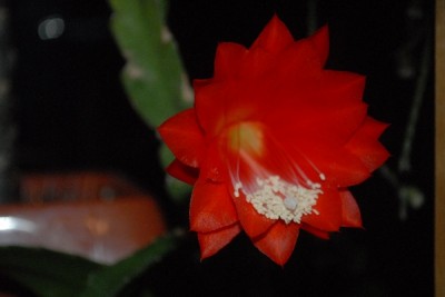 Epiphyllum15 035pp.jpg