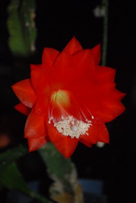 Epiphyllum15 036pp.jpg