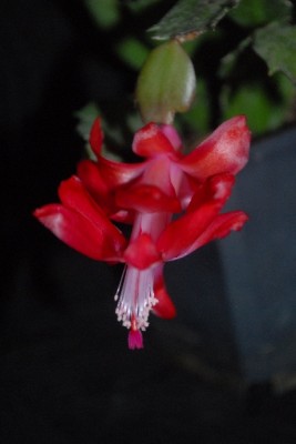 Schlumbergera15 032pp.jpg