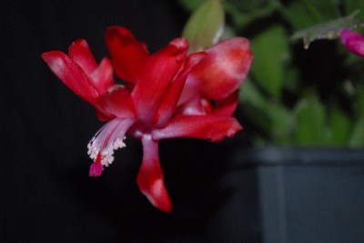 Schlumbergera15 033pp.jpg