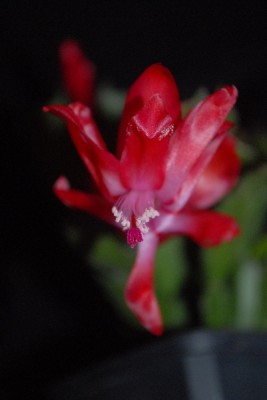 Schlumbergera15 034pp.jpg