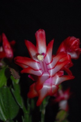 Schlumbergera15 037pp.jpg