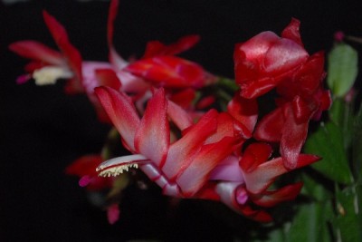 Schlumbergera15 038pp.jpg