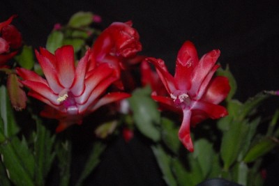 Schlumbergera15 040pp.jpg