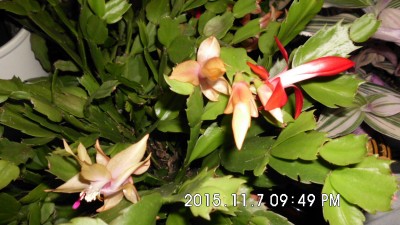 Schlumbergera (4).JPG