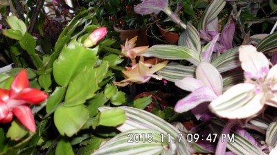 Schlumbergera (6).JPG