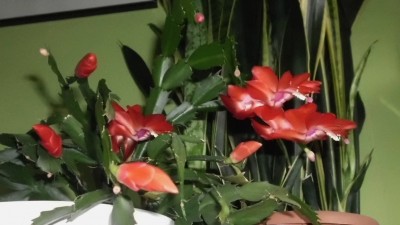 Schlumbergera (5).JPG