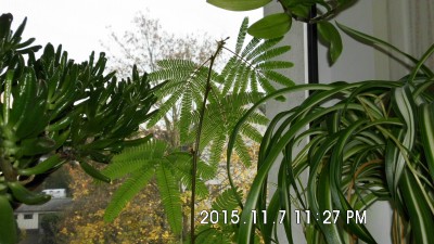 Calliandra portoricenses.JPG