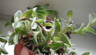 T. navicularis.JPG