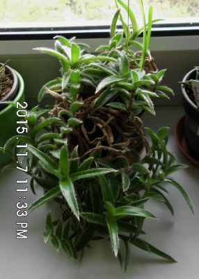 Cyanotis somaliensis.JPG