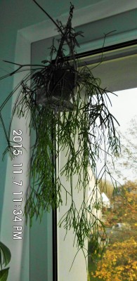 Rhipsalis.JPG