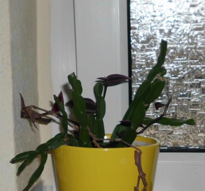 R paradoxa.JPG