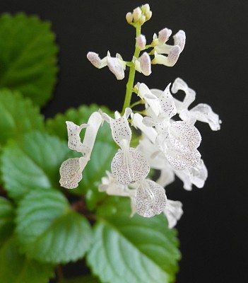Plectranthusblüten.jpg