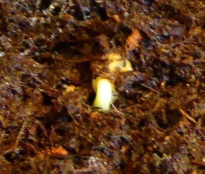 Brachychiton-rupestris.jpg