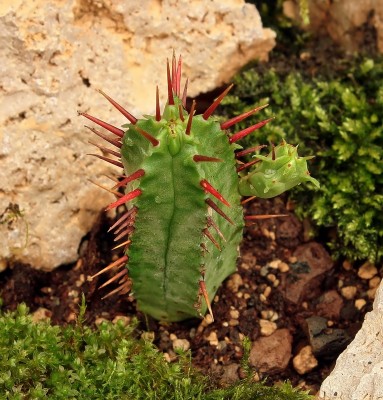 Euphorbia pentagona 2013-80-3827-1 (1).jpg