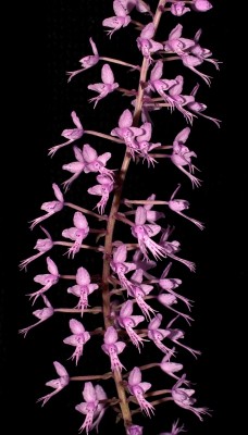 Stenoglottis longifolia (1).jpg