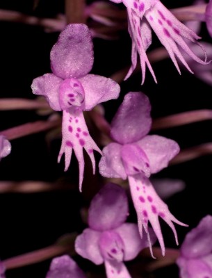 Stenoglottis longifolia (2).jpg