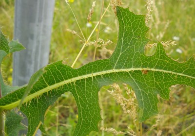 Kompass-Lattich (Lactuca serriola) 2.jpg