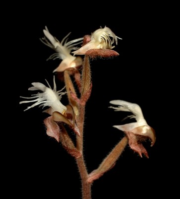 Anoectochilus roxburghii (1).jpg