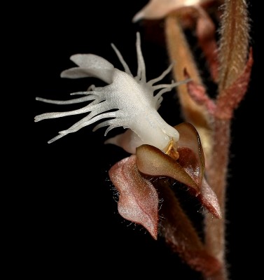 Anoectochilus roxburghii (2).jpg